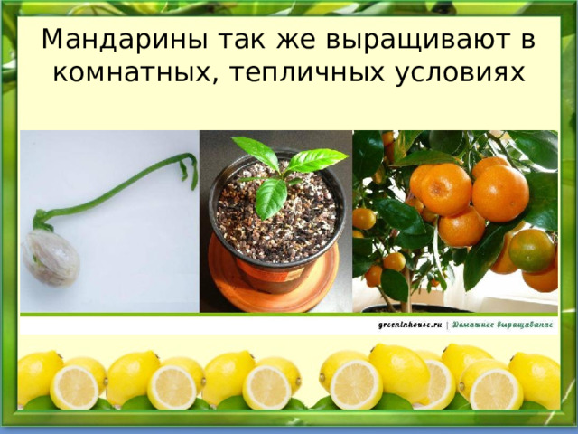 Мандарины так же выращивают в комнатных, тепличных условиях 