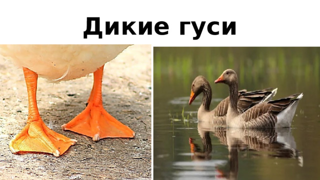 Дикие гуси 