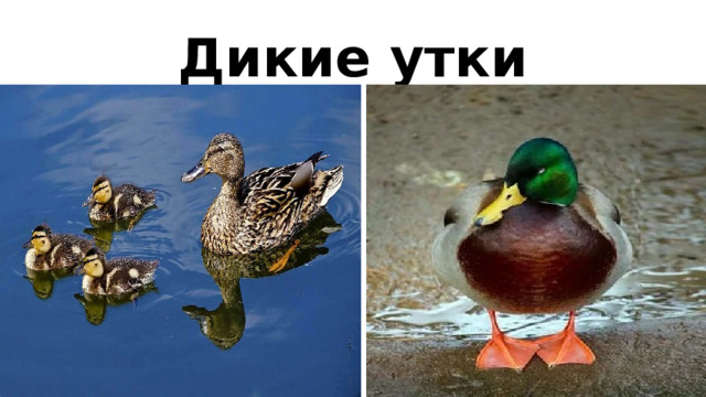 Дикие утки 
