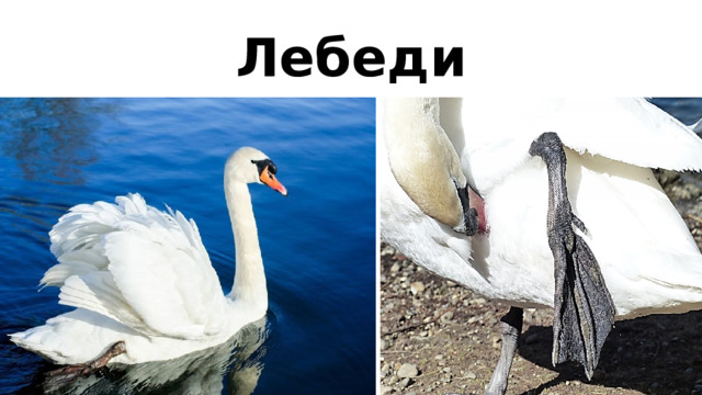 Лебеди 