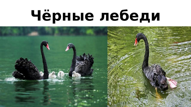 Чёрные лебеди 
