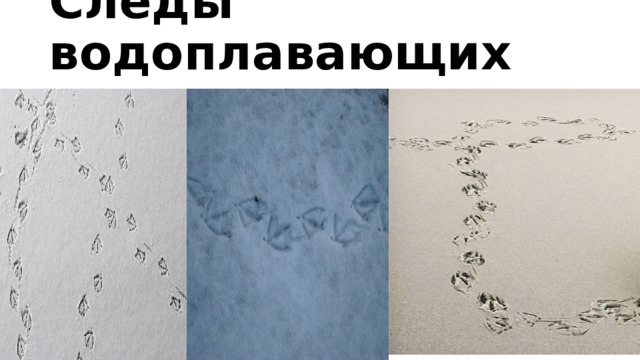 Следы водоплавающих птиц 