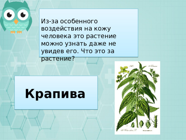 Из-за особенного воздействия на кожу человека это растение можно узнать даже не увидев его. Что это за растение? Крапива 