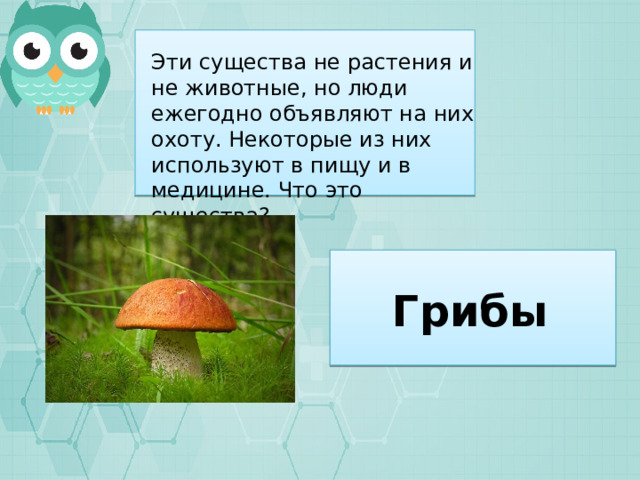 Эти существа не растения и не животные, но люди ежегодно объявляют на них охоту. Некоторые из них используют в пищу и в медицине. Что это существа? Грибы 