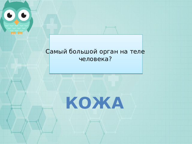 Самый большой орган на теле человека? КОЖА 