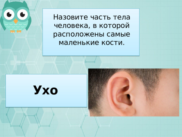 Назовите часть тела человека, в которой расположены самые маленькие кости. Ухо 