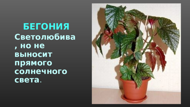 БЕГОНИЯ Светолюбива, но не выносит прямого солнечного света . 