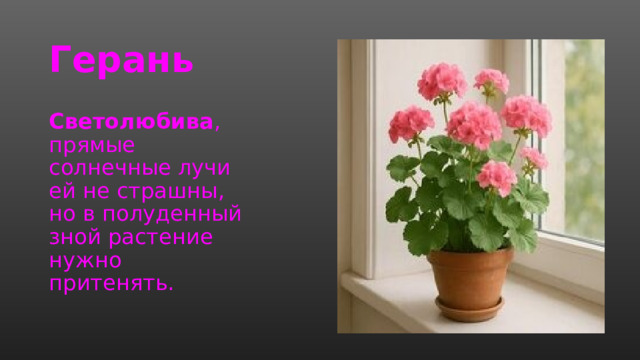 Герань   Светолюбива , прямые солнечные лучи ей не страшны, но в полуденный зной растение нужно притенять.  