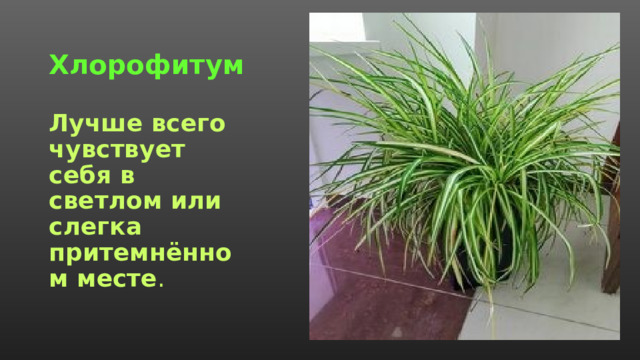 Хлорофитум   Лучше всего чувствует себя в светлом или слегка притемнённом месте . 