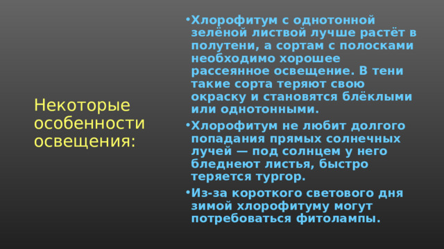 Хлорофитум с однотонной зелёной листвой лучше растёт в полутени, а сортам с полосками необходимо хорошее рассеянное освещение. В тени такие сорта теряют свою окраску и становятся блёклыми или однотонными. Хлорофитум не любит долгого попадания прямых солнечных лучей — под солнцем у него бледнеют листья, быстро теряется тургор. Из-за короткого светового дня зимой хлорофитуму могут потребоваться фитолампы. Некоторые особенности освещения:   