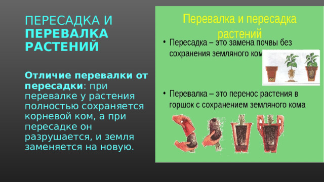 ПЕРЕСАДКА И ПЕРЕВАЛКА РАСТЕНИЙ  Отличие перевалки от пересадки : при перевалке у растения полностью сохраняется корневой ком, а при пересадке он разрушается, и земля заменяется на новую. 