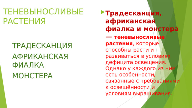 ТЕНЕВЫНОСЛИВЫЕ РАСТЕНИЯ Традесканция, африканская фиалка и монстера — теневыносливые растения , которые способны расти и развиваться в условиях дефицита освещения. Однако у каждого из них есть особенности, связанные с требованиями к освещённости и условиям выращивания. ТРАДЕСКАНЦИЯ АФРИКАНСКАЯ ФИАЛКА МОНСТЕРА 