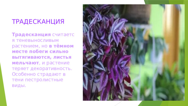 ТРАДЕСКАНЦИЯ Традесканция  считается теневыносливым растением, но  в тёмном месте побеги сильно вытягиваются, листья мельчают , и растение теряет декоративность. Особенно страдают в тени пестролистные виды.   