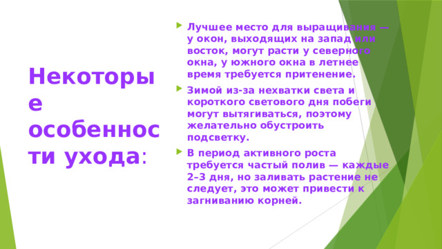 Лучшее место для выращивания — у окон, выходящих на запад или восток, могут расти у северного окна, у южного окна в летнее время требуется притенение. Зимой из-за нехватки света и короткого светового дня побеги могут вытягиваться, поэтому желательно обустроить подсветку. В период активного роста требуется частый полив — каждые 2–3 дня, но заливать растение не следует, это может привести к загниванию корней. Некоторые особенности ухода : 