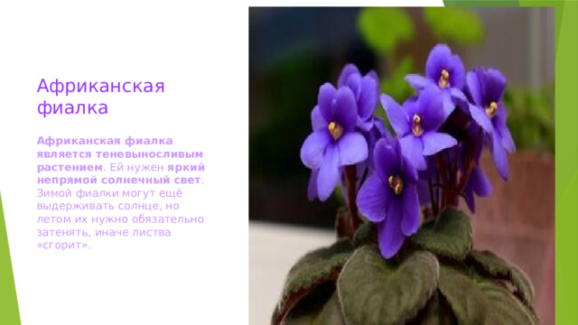 Африканская фиалка    Африканская фиалка является теневыносливым растением . Ей нужен  яркий непрямой солнечный свет . Зимой фиалки могут ещё выдерживать солнце, но летом их нужно обязательно затенять, иначе листва «сгорит». 