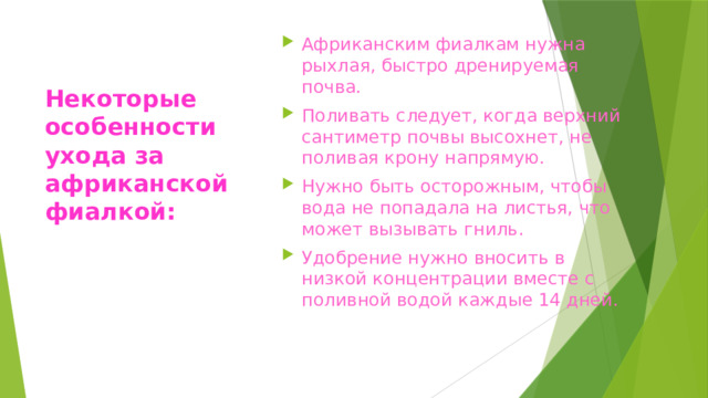 Африканским фиалкам нужна рыхлая, быстро дренируемая почва. Поливать следует, когда верхний сантиметр почвы высохнет, не поливая крону напрямую. Нужно быть осторожным, чтобы вода не попадала на листья, что может вызывать гниль. Удобрение нужно вносить в низкой концентрации вместе с поливной водой каждые 14 дней. Некоторые особенности ухода за африканской фиалкой: 