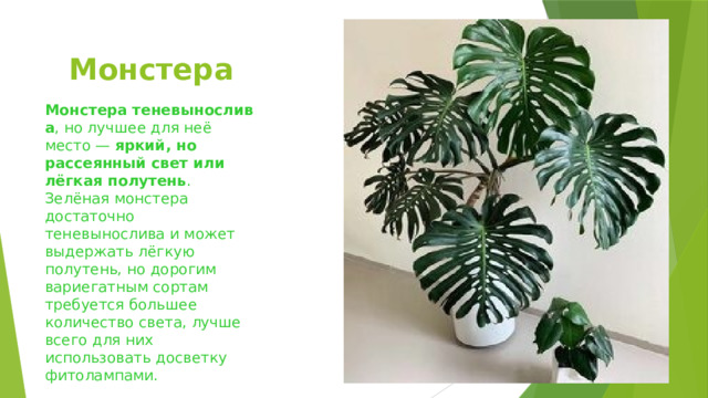 Монстера   Монстера   теневынослива , но лучшее для неё место —  яркий, но рассеянный свет или лёгкая полутень . Зелёная монстера достаточно теневынослива и может выдержать лёгкую полутень, но дорогим вариегатным сортам требуется большее количество света, лучше всего для них использовать досветку фитолампами. 