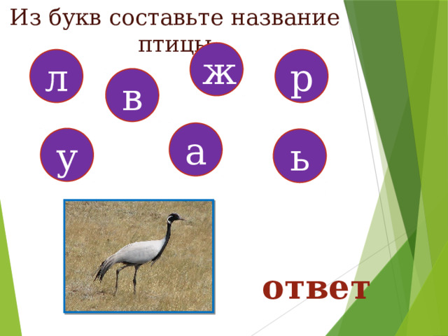 Из букв составьте название птицы ж л р в а у ь ответ 