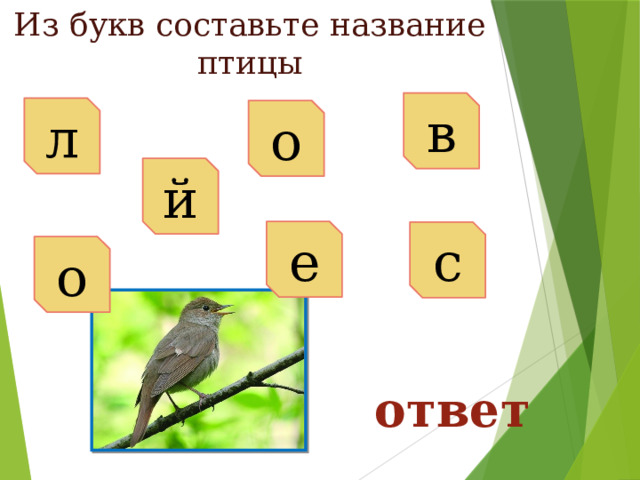 Из букв составьте название птицы в л о й е с о ответ 