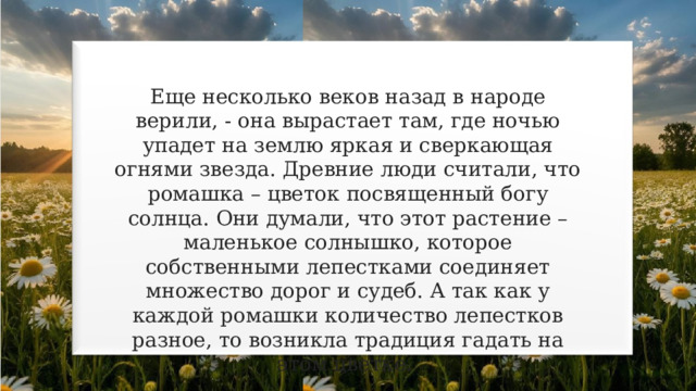 Еще несколько веков назад в народе верили, - она вырастает там, где ночью упадет на землю яркая и сверкающая огнями звезда. Древние люди считали, что ромашка – цветок посвященный богу солнца. Они думали, что этот растение – маленькое солнышко, которое собственными лепестками соединяет множество дорог и судеб. А так как у каждой ромашки количество лепестков разное, то возникла традиция гадать на этом цветке. 