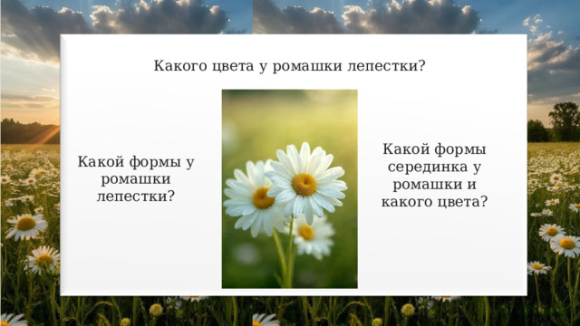 Какого цвета у ромашки лепестки? Какой формы серединка у ромашки и какого цвета? Какой формы у ромашки лепестки? 