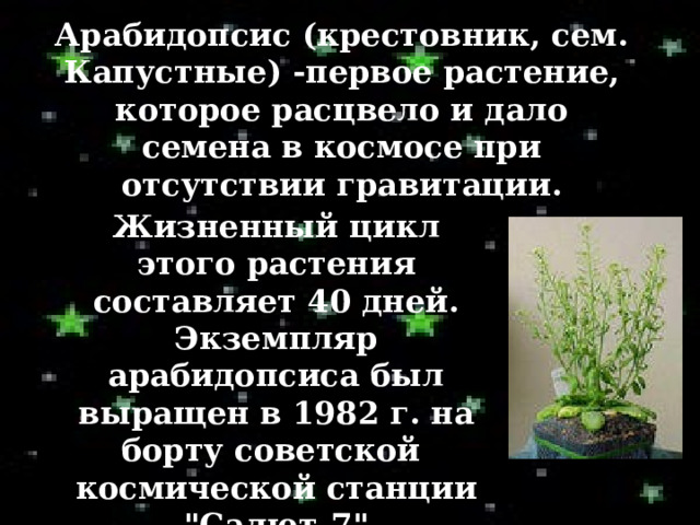 Арабидопсис (крестовник, сем. Капустные) -первое растение, которое расцвело и дало семена в космосе при отсутствии гравитации. Жизненный цикл этого растения составляет 40 дней. Экземпляр арабидопсиса был выращен в 1982 г. на борту советской космической станции 