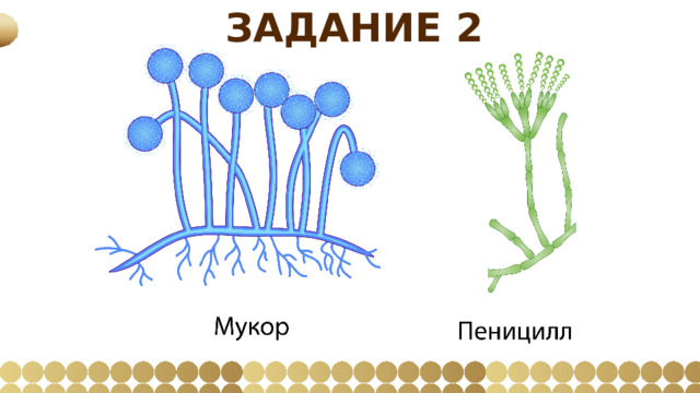 Задание 2 