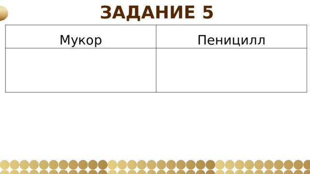 Задание 5 Мукор Пеницилл     