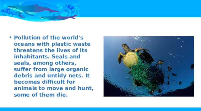 Pollution of the world's oceans with plastic waste threatens the lives of its inhabitants. Seals and seals, among others, suffer from large organic debris and untidy nets. It becomes difficult for animals to move and hunt, some of them die. 