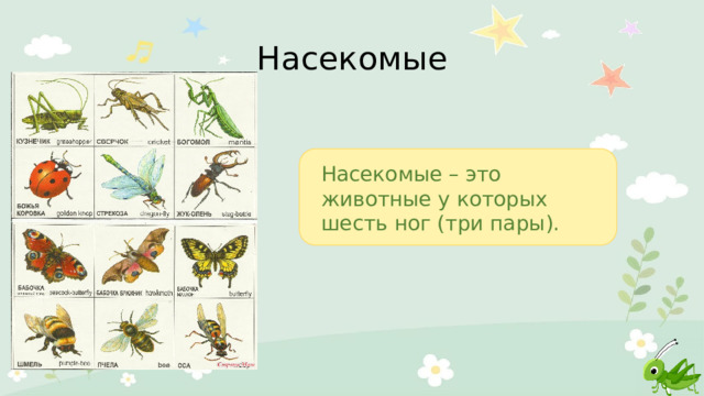 Насекомые Насекомые – это животные у которых шесть ног (три пары). 