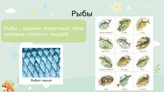Рыбы Рыбы – водные животные, тело которых покрыто чешуёй Рыбья чешуя 