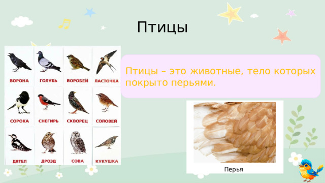 Птицы Птицы – это животные, тело которых покрыто перьями. Перья 