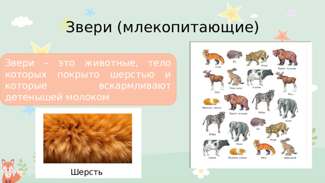 Звери (млекопитающие) Звери – это животные, тело которых покрыто шерстью и которые вскармливают детенышей молоком Шерсть  