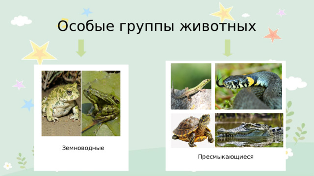Особые группы животных Земноводные Пресмыкающиеся 