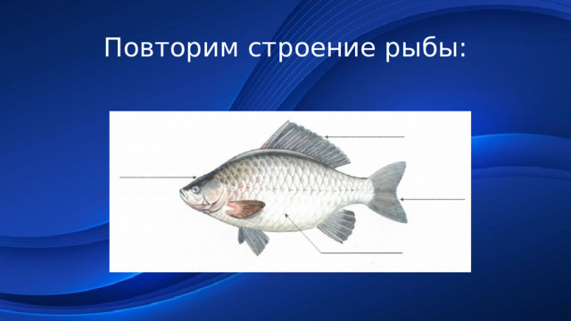 Повторим строение рыбы: 