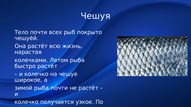 Чешуя Тело почти всех рыб покрыто чешуёй. Она растёт всю жизнь, нарастая колечками. Летом рыба быстро растёт – и колечко на чешуе широкое, а зимой рыба почти не растёт – и колечко получается узкое. По колечкам, широким и узким, можно сосчитать, сколько рыбе зим и лет. 