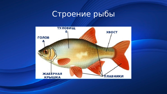 Строение рыбы 