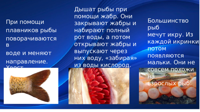Дышат рыбы при помощи жабр. Они закрывают жабры и набирают полный рот воды, а потом открывают жабры и выпускают через них воду, «забирая» из воды кислород. Большинство рыб мечут икру. Из каждой икринки потом появляются мальки. Они не совсем похожи на взрослых рыб. При помощи плавников рыбы поворачиваются в воде и меняют направление. Хвост служит рулём. 