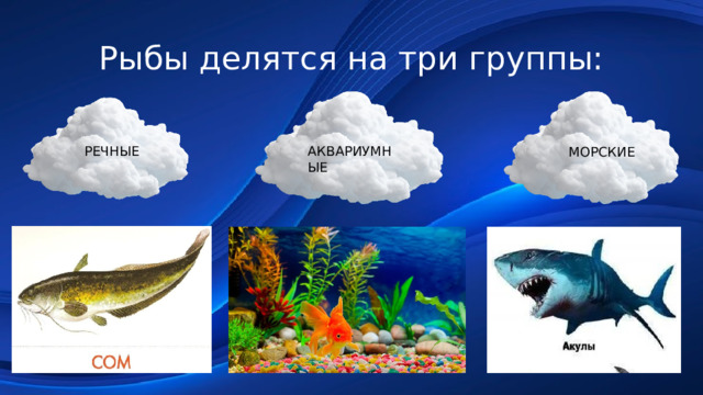 Рыбы делятся на три группы: РЕЧНЫЕ АКВАРИУМНЫЕ МОРСКИЕ 