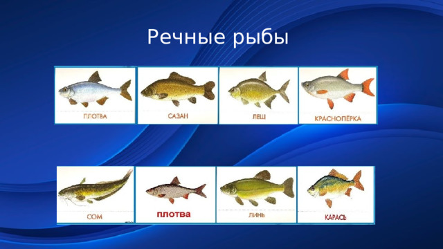 Речные рыбы 