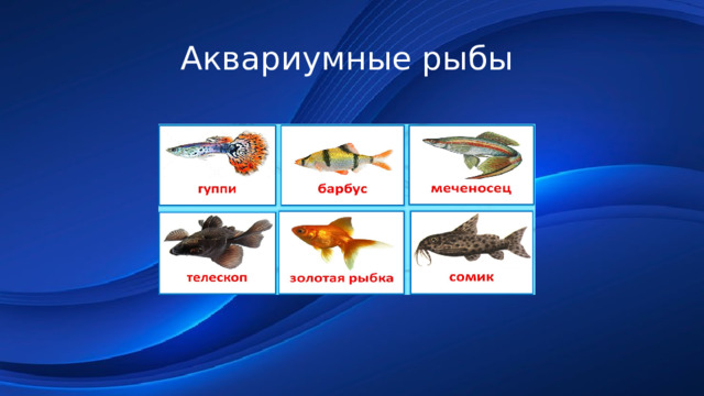 Аквариумные рыбы 