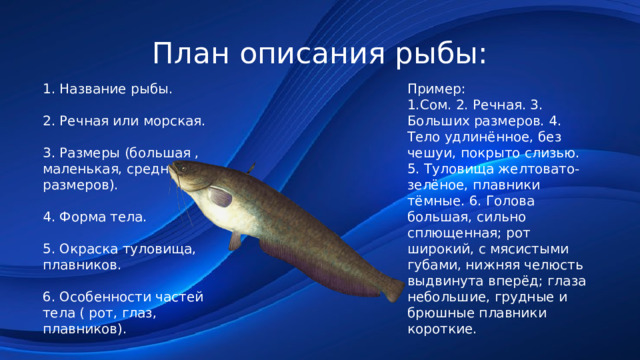 План описания рыбы: 1. Название рыбы. Пример: 1.Сом. 2. Речная. 3. Больших размеров. 4. 2. Речная или морская. Тело удлинённое, без чешуи, покрыто слизью. 3. Размеры (большая , 5. Туловища желтовато- маленькая, средних зелёное, плавники размеров). тёмные. 6. Голова большая, сильно 4. Форма тела. сплющенная; рот 5. Окраска туловища, широкий, с мясистыми плавников. губами, нижняя челюсть выдвинута вперёд; глаза 6. Особенности частей небольшие, грудные и тела ( рот, глаз, брюшные плавники короткие. плавников). 