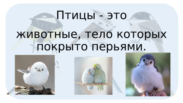 Птицы - это животные, тело которых покрыто перьями. 