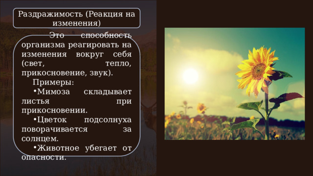 Раздражимость (Реакция на изменения)  Это способность организма реагировать на изменения вокруг себя (свет, тепло, прикосновение, звук). Примеры: Мимоза складывает листья при прикосновении. Цветок подсолнуха поворачивается за солнцем. Животное убегает от опасности. 