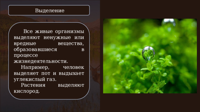 Выделение  Все живые организмы выделяют ненужные или вредные вещества, образовавшиеся в процессе жизнедеятельности. Например, человек выделяет пот и выдыхает углекислый газ. Растения выделяют кислород. 