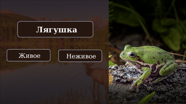  Лягушка  Живое  Неживое 