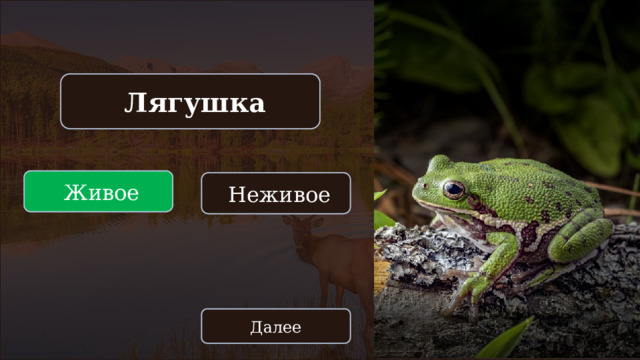  Лягушка  Живое  Неживое Далее 