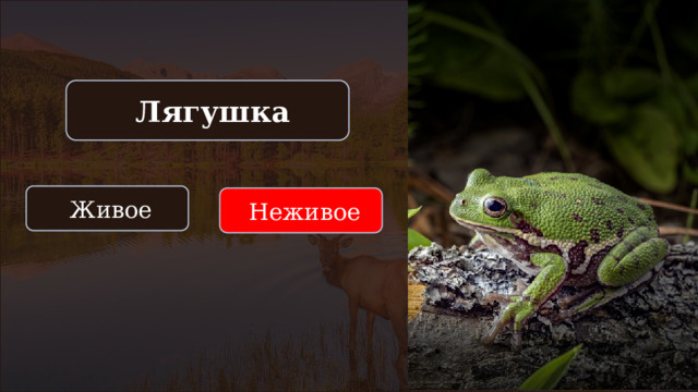  Лягушка  Живое  Неживое 