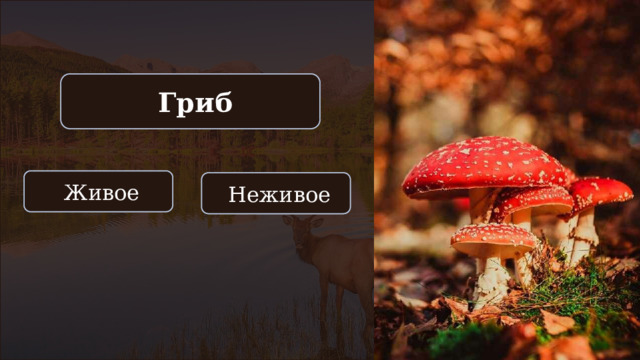  Гриб  Живое  Неживое 