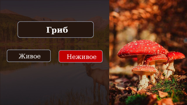  Гриб  Живое  Неживое 